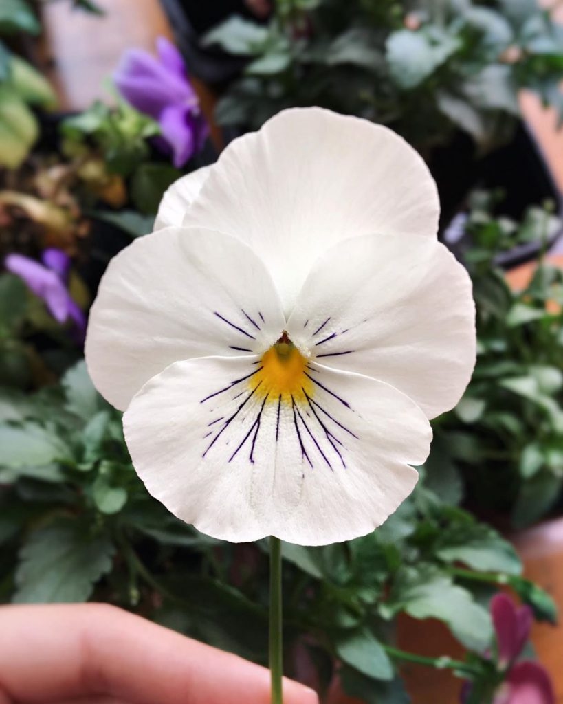 White Pansy Flower