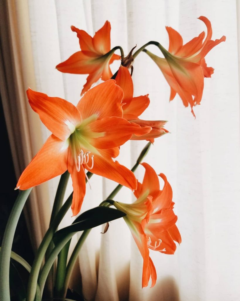 Orange amaryllis meaning