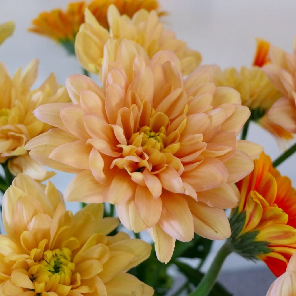 Orange chrysanthemums