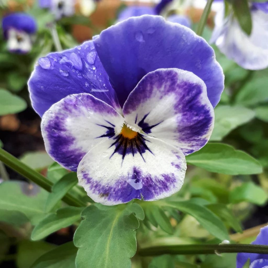 Pansy meaning