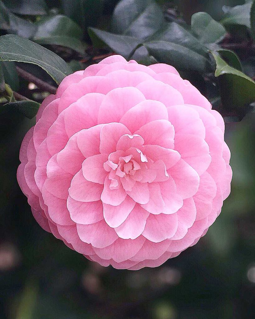 Perfect camellia