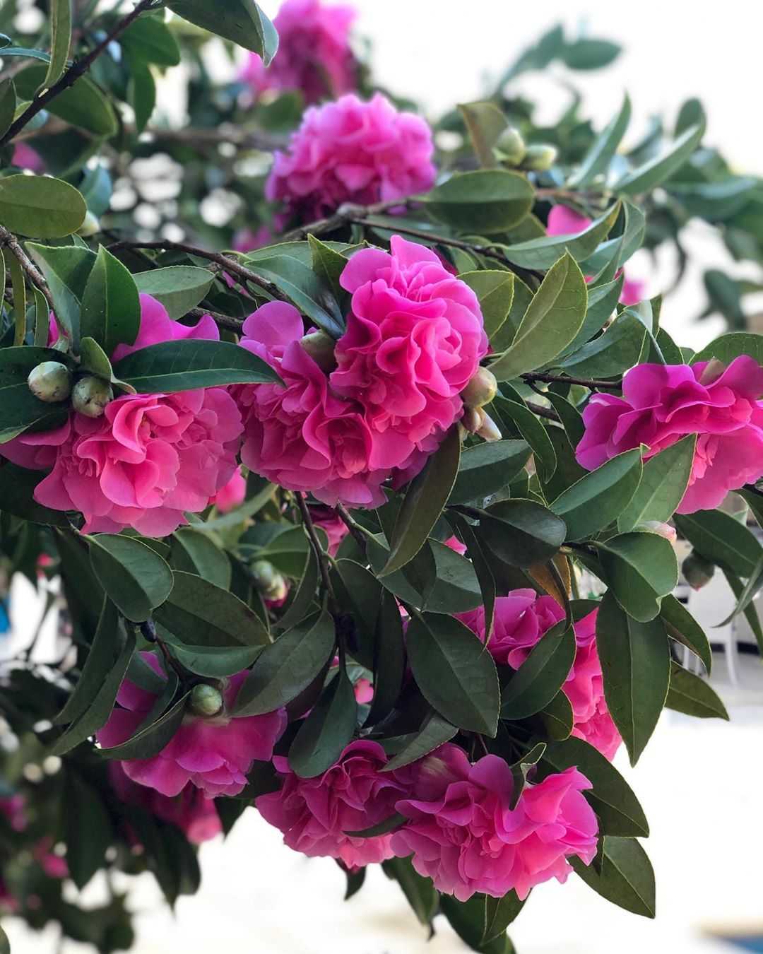 Camellia flower meaning. Learn the symbols and origins of this plant