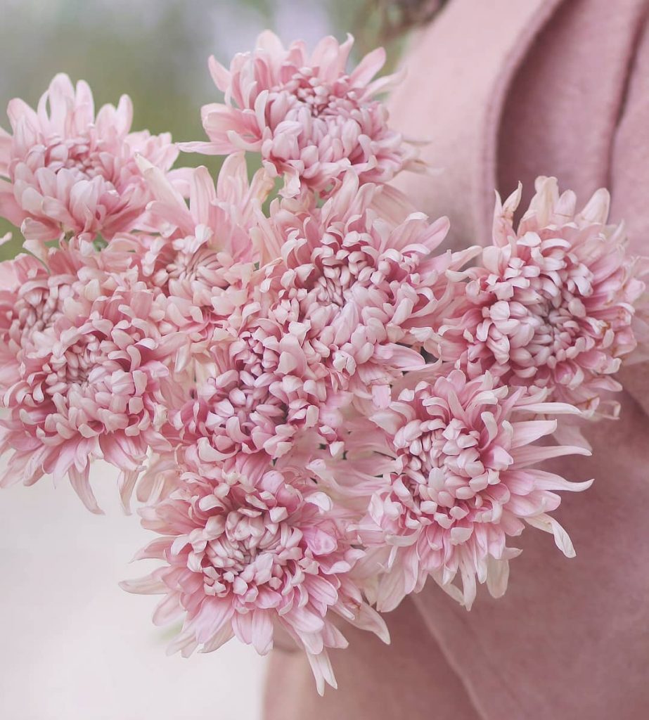 Pink chrysanthemum bouquet