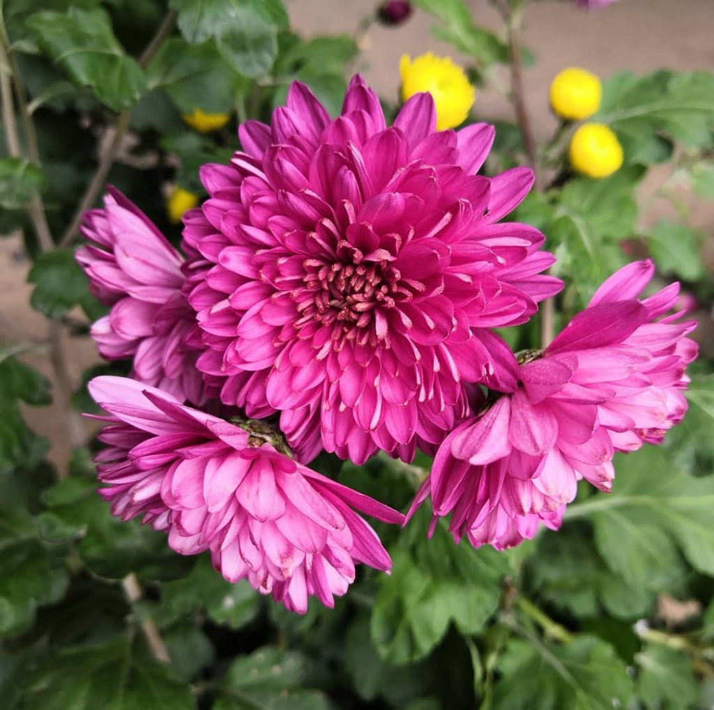 Pink chrysanthemum meaning