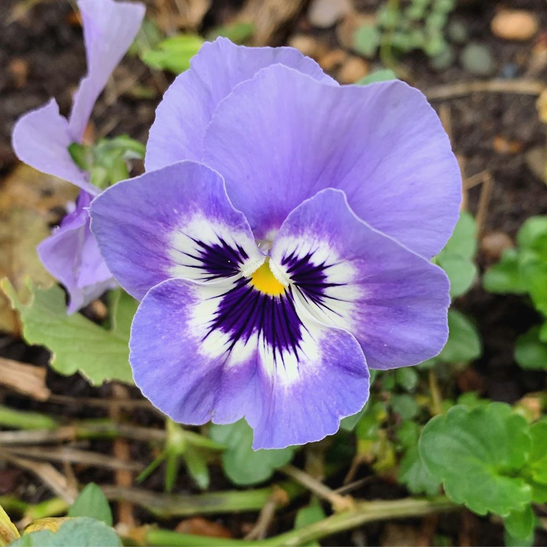 About — PANSY