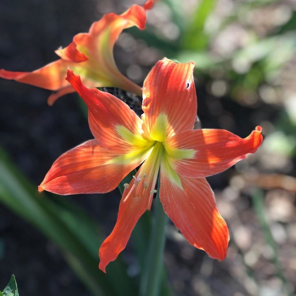 Red amaryllis