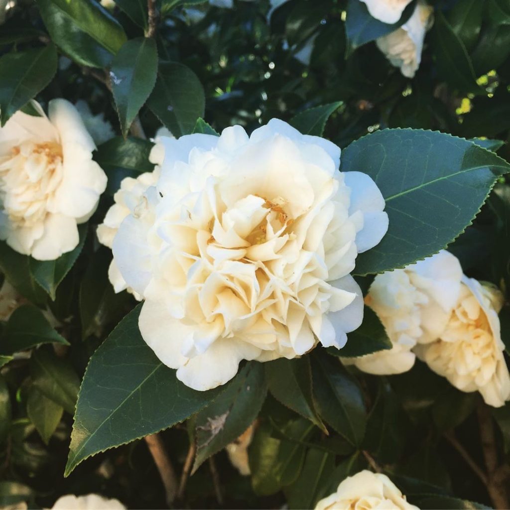 Camellia flower meaning. Learn the symbols and origins of this plant