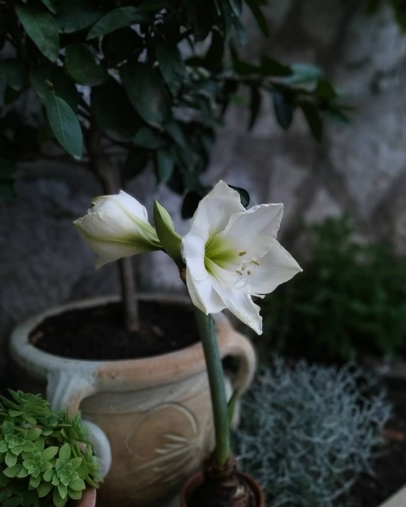 White double amaryllis