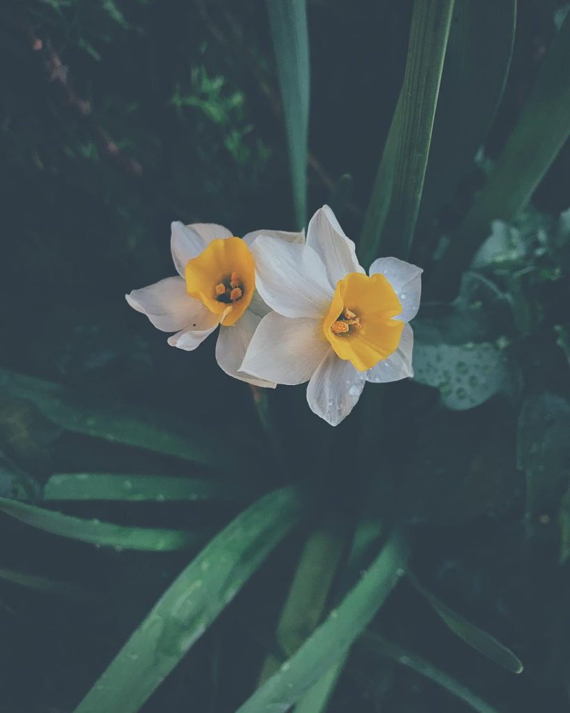 Daffodil meaning. What does this flower symbolize?