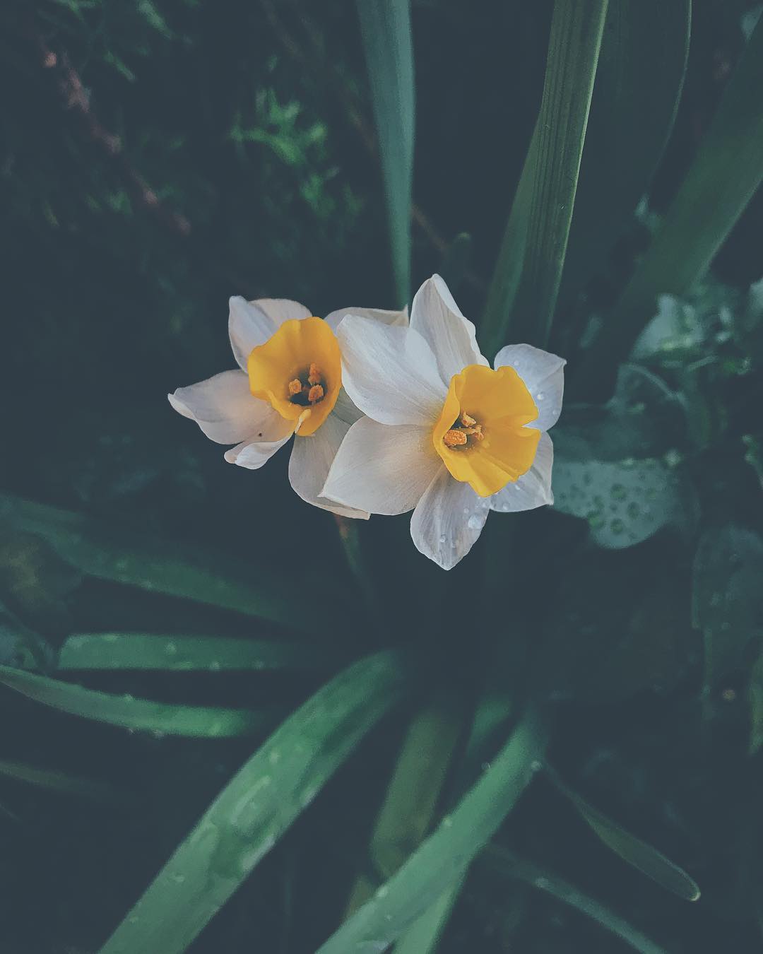 White narcissus flower