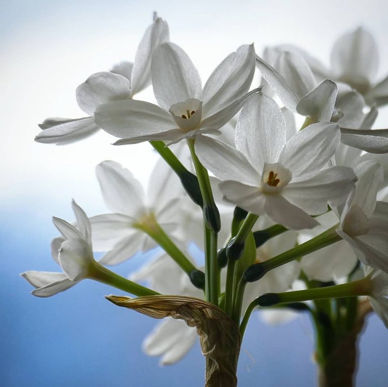 Daffodil Meaning. What Does This Flower Symbolize?