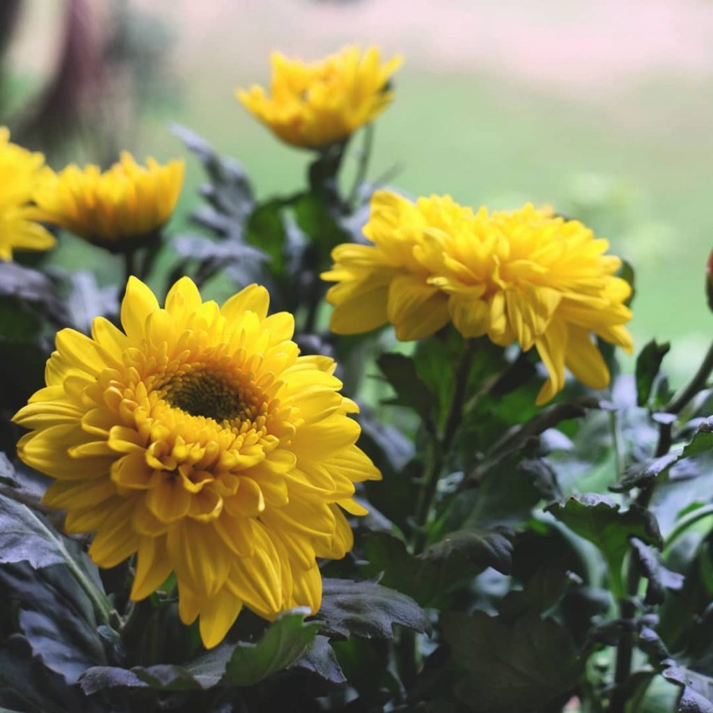 Yellow chrysanthemum meaning