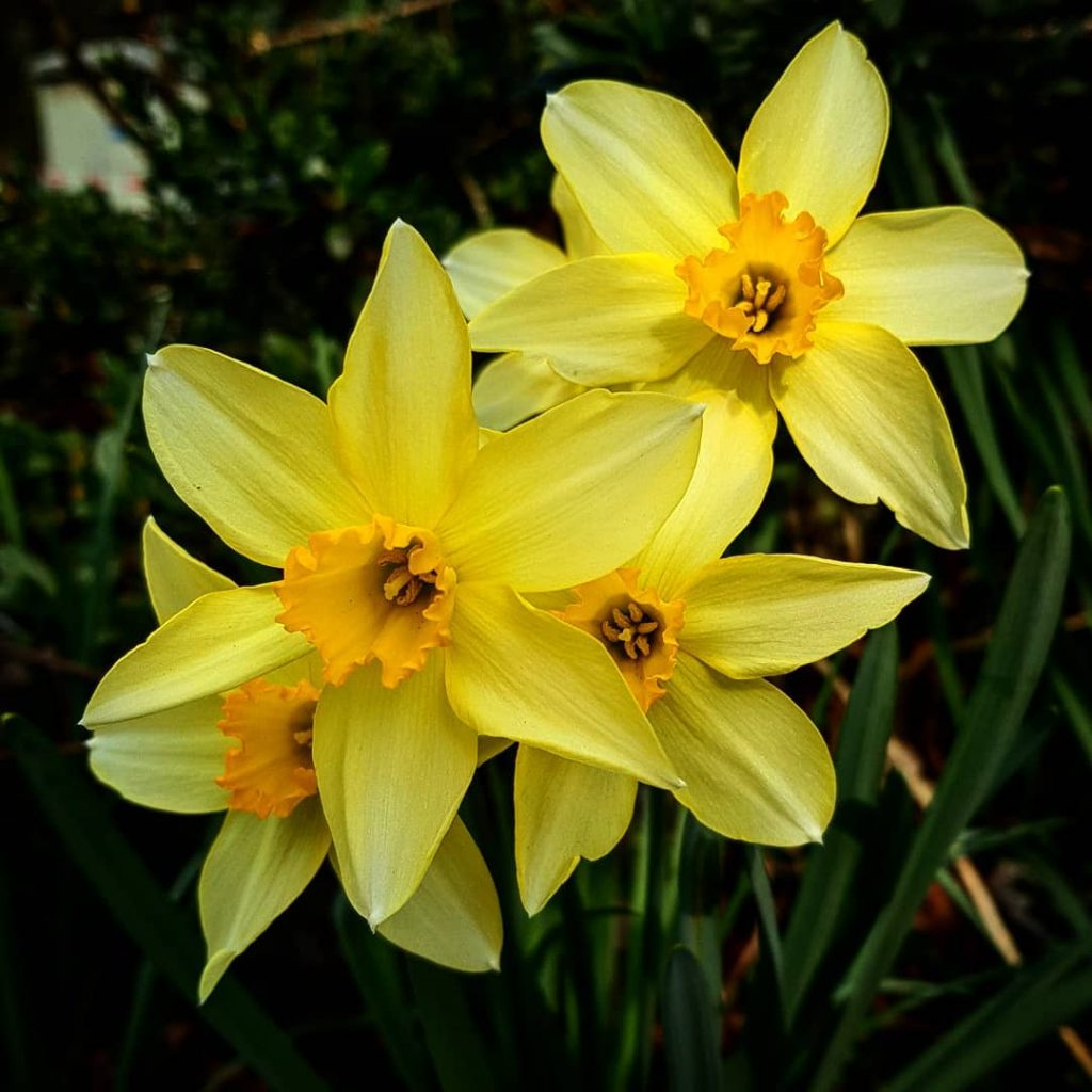 Yellow daffodil