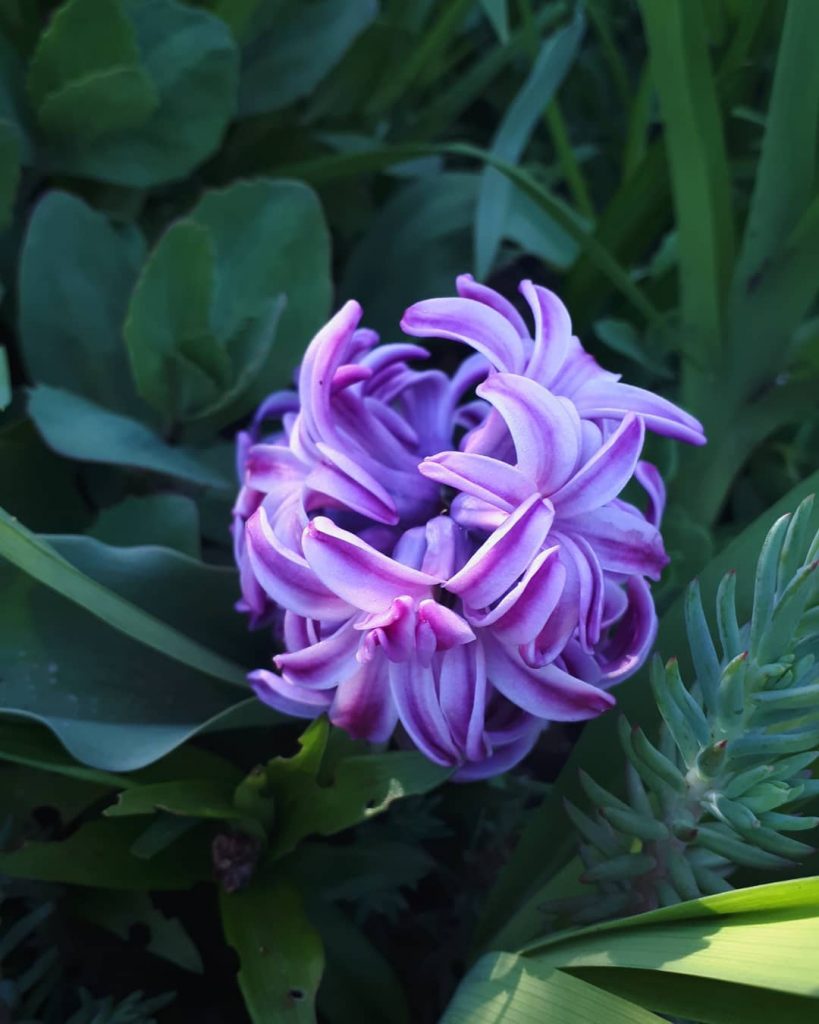 Beautiful hyacinths