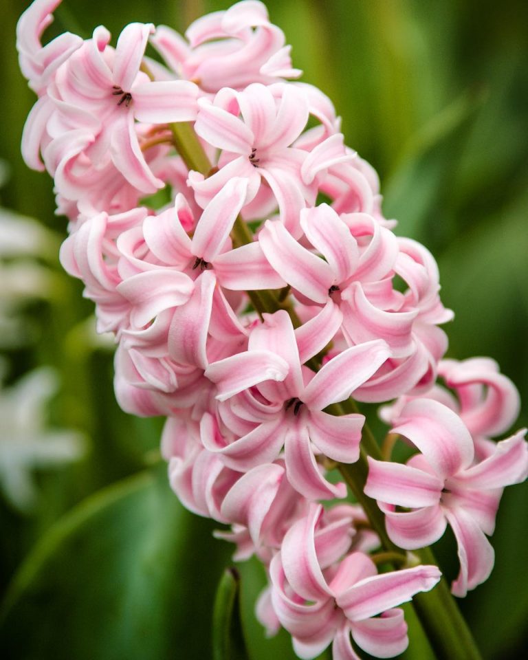 What Do Hyacinth Flowers Symbolize