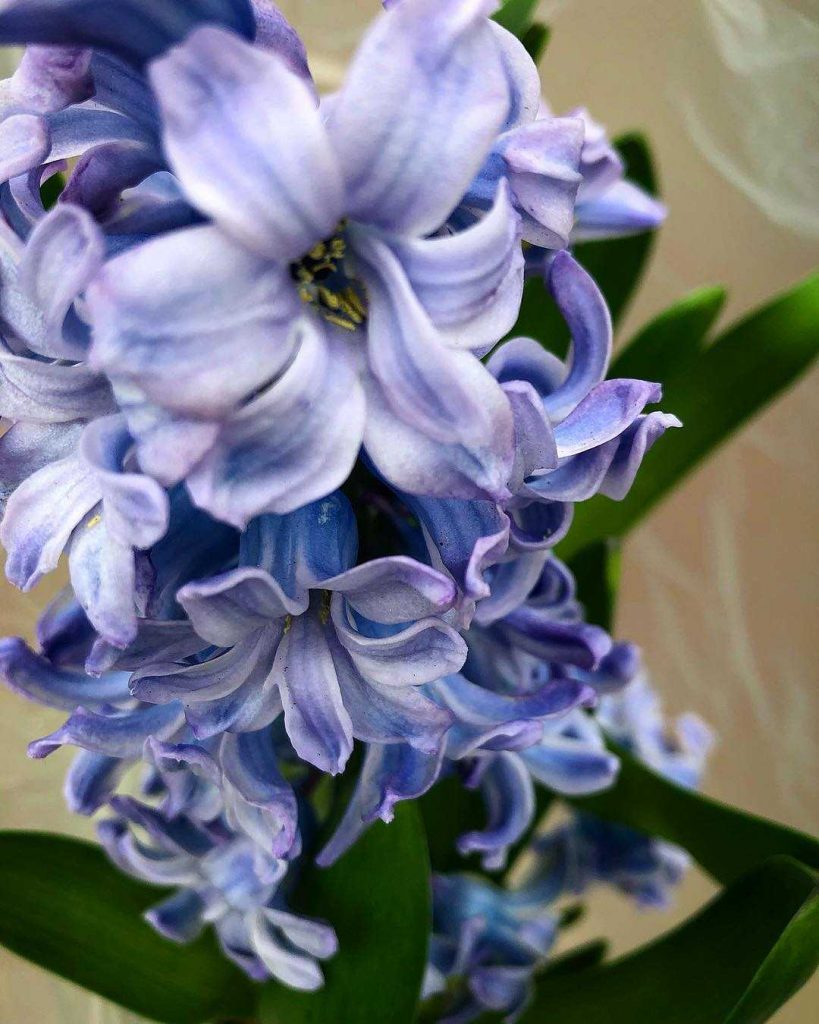 Purple hyacinth flower