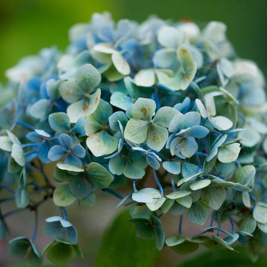 Blaue Hortensie