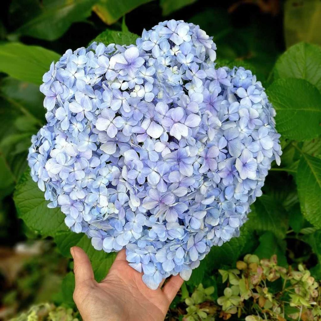 Blauwe hortensia