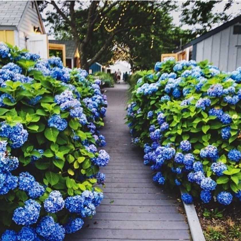 Blauwe hortensia betekenis