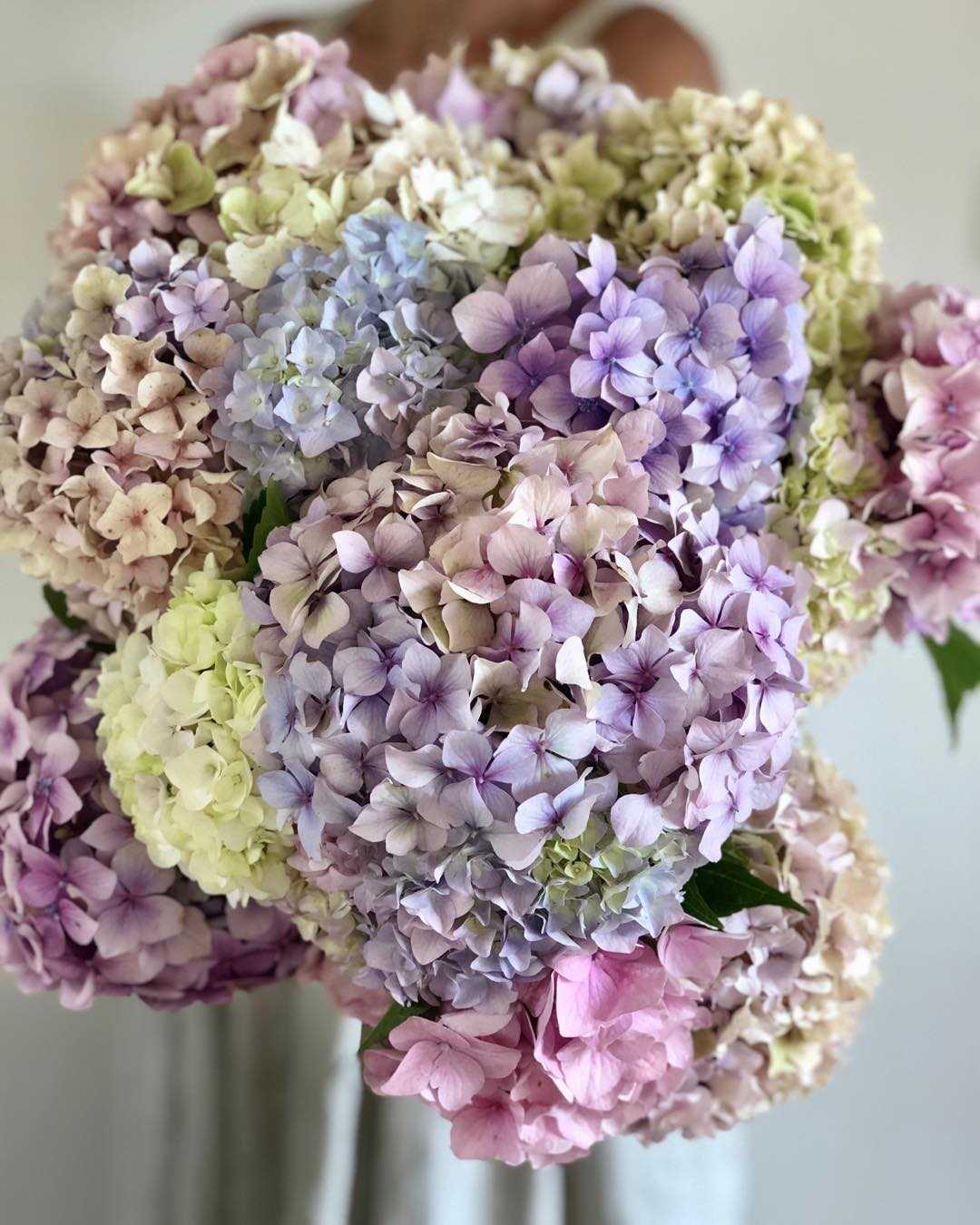 Bouquet di ortensie