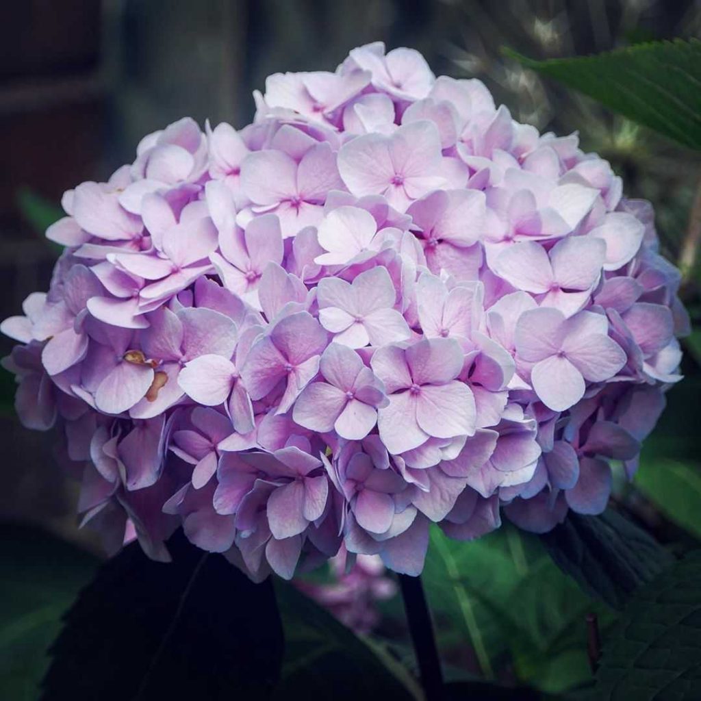 Betekenis van roze hortensia