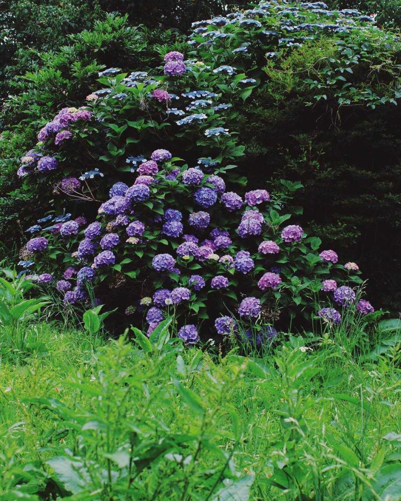 Paarse hortensia betekenis