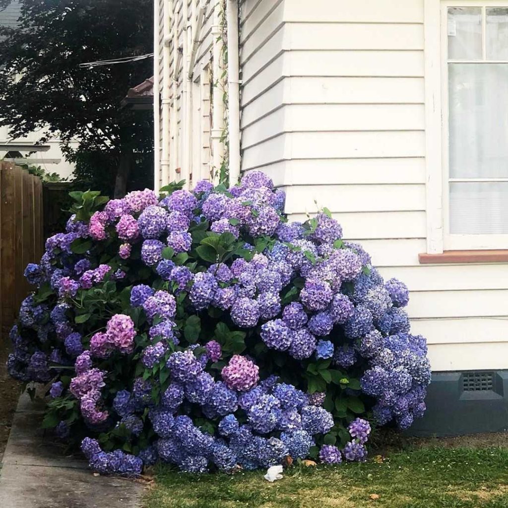 Paarse hortensia struik