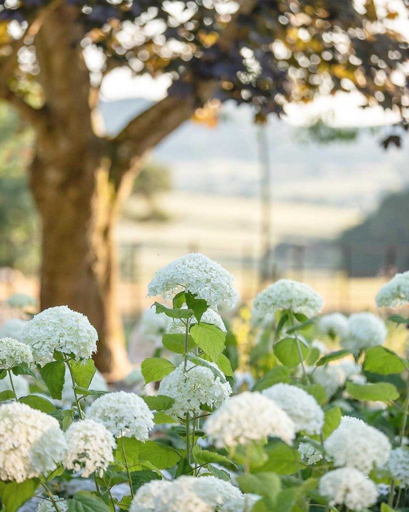 Weiße Hortensie