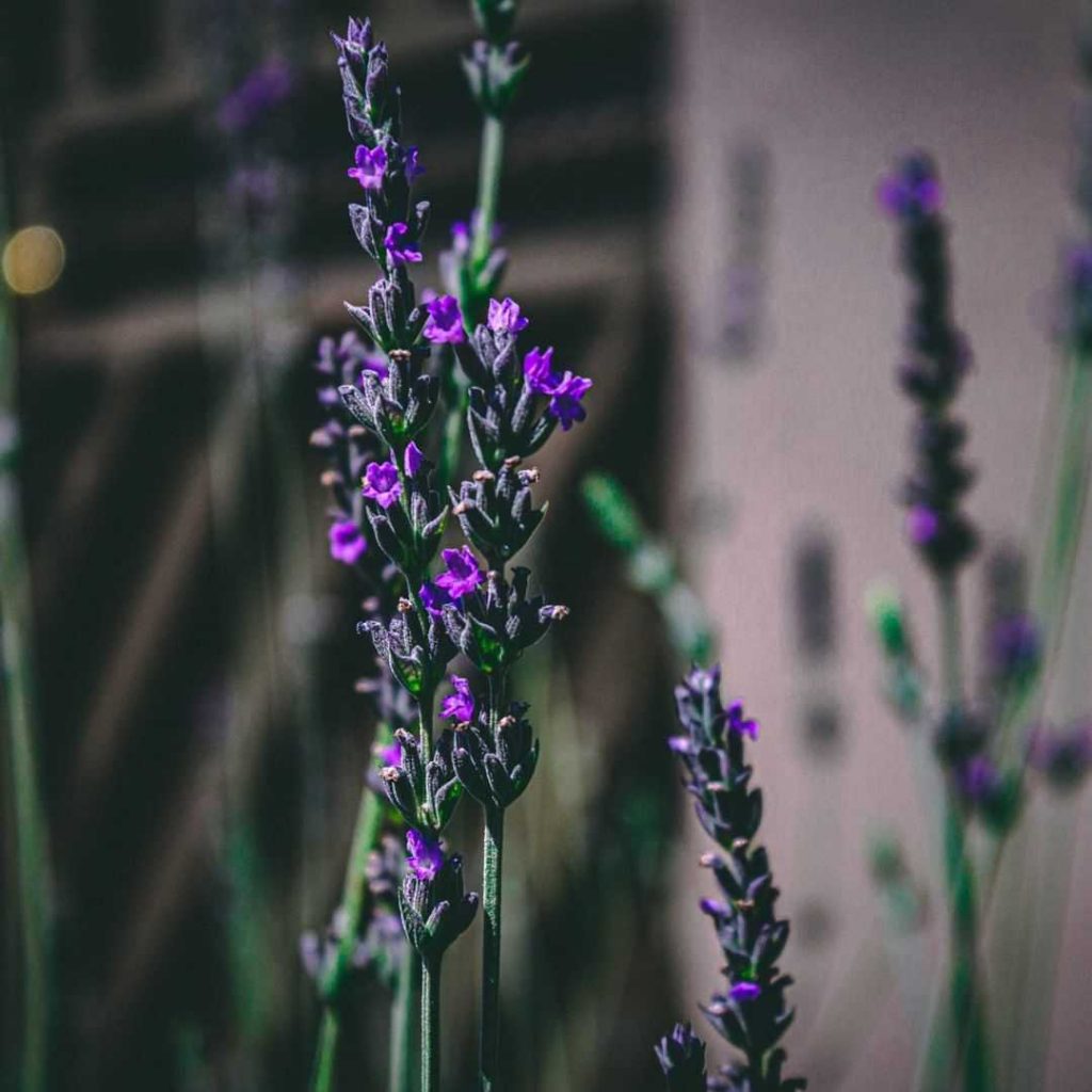 Beautiful lavenders