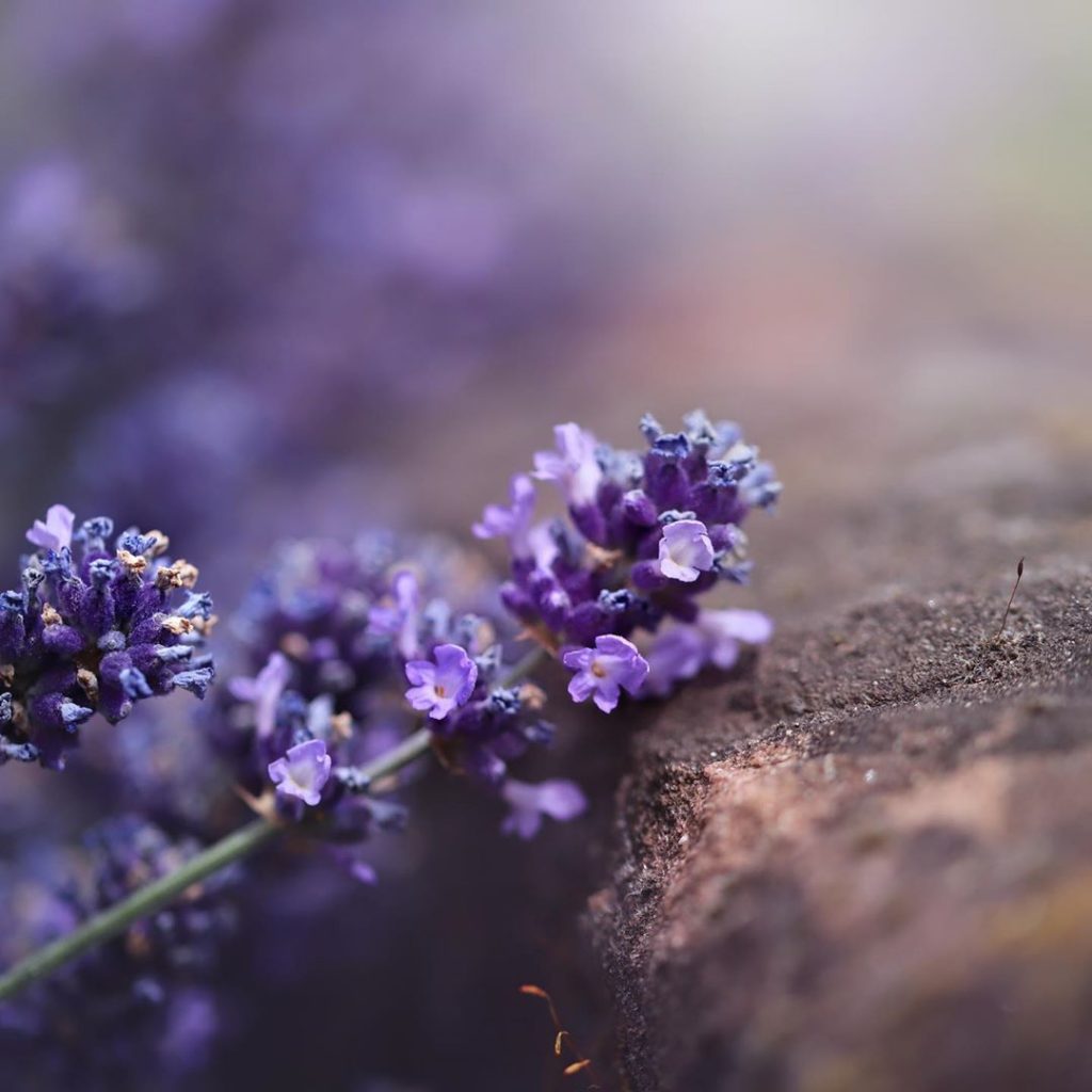 Lavandula angustifolia