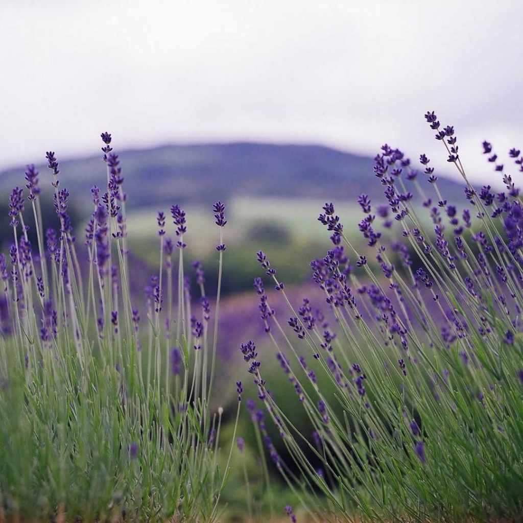 Lavender field