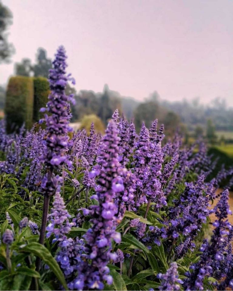 Lavender meaning, origins, and other interesting facts