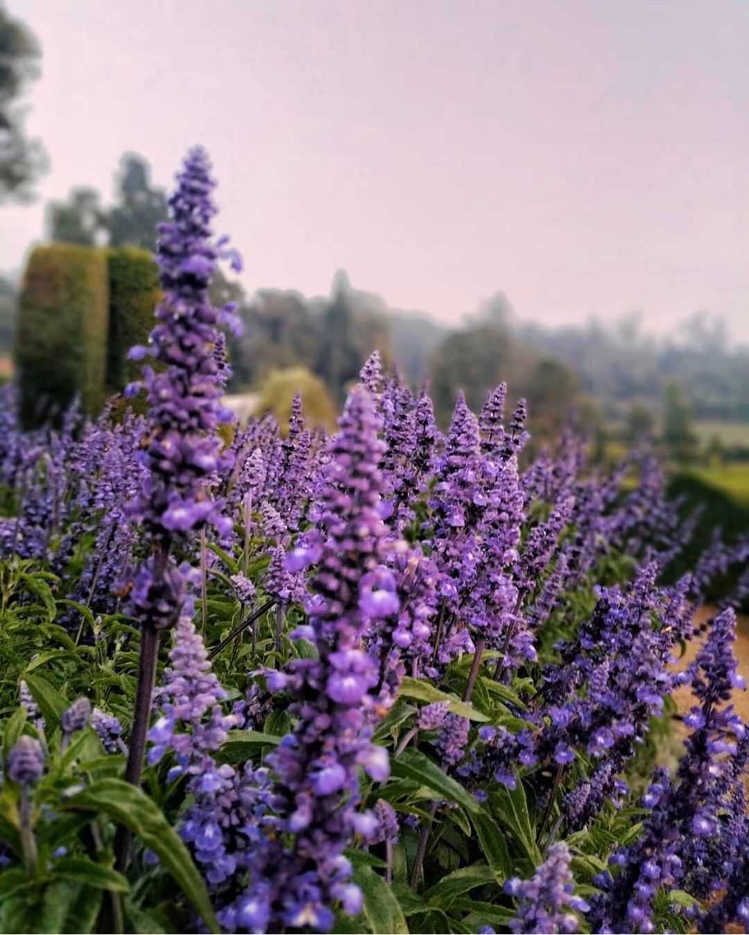 Lavender flower