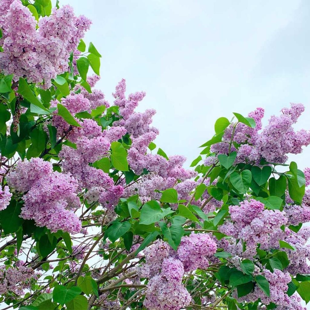 Purple lilac flower meaning