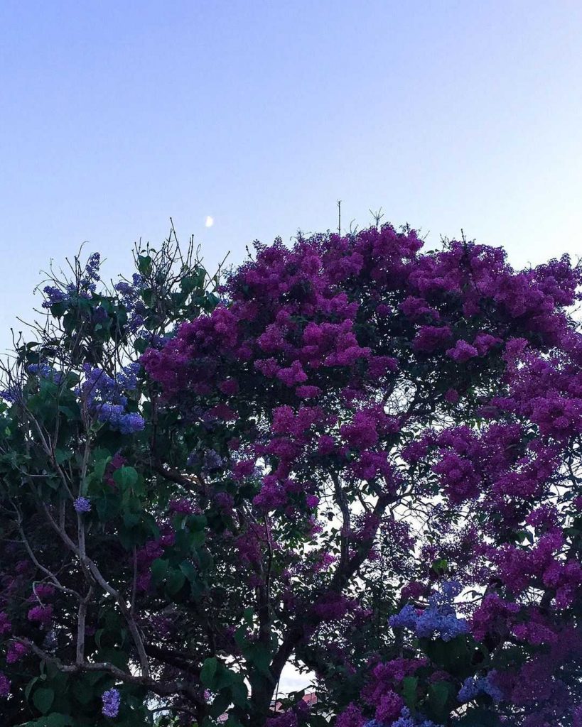 Lilac tree